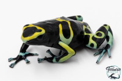 Dendrobates leucomelas - Rainette jaguar Cerro Autana