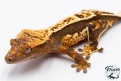 Correlophus ciliatus - Gecko à crête - NC 2025 -  36