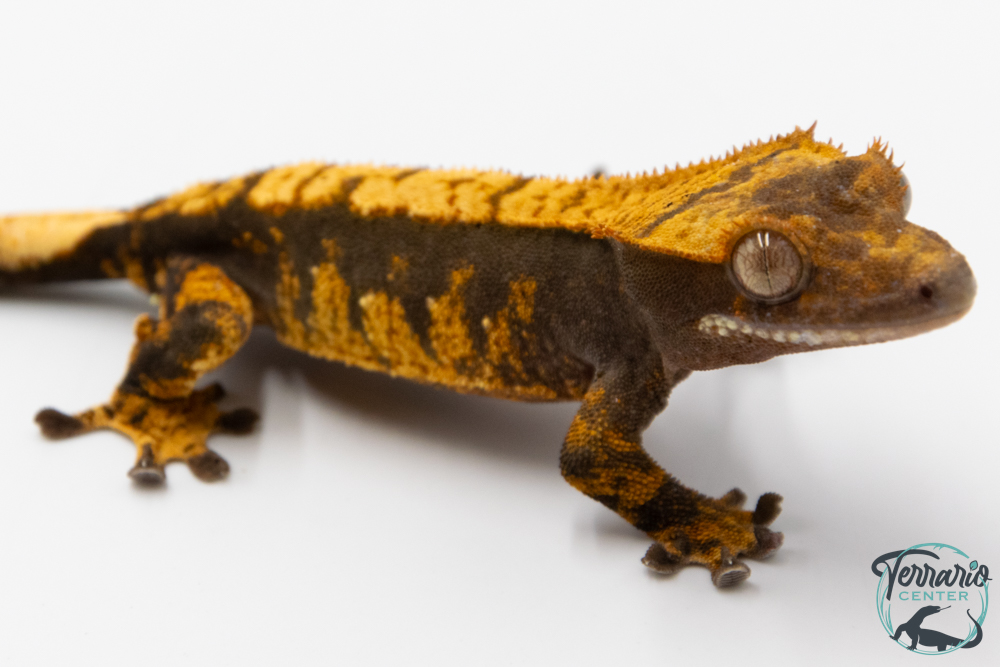 Correlophus ciliatus - Gecko à crête - NC 2025 -  41