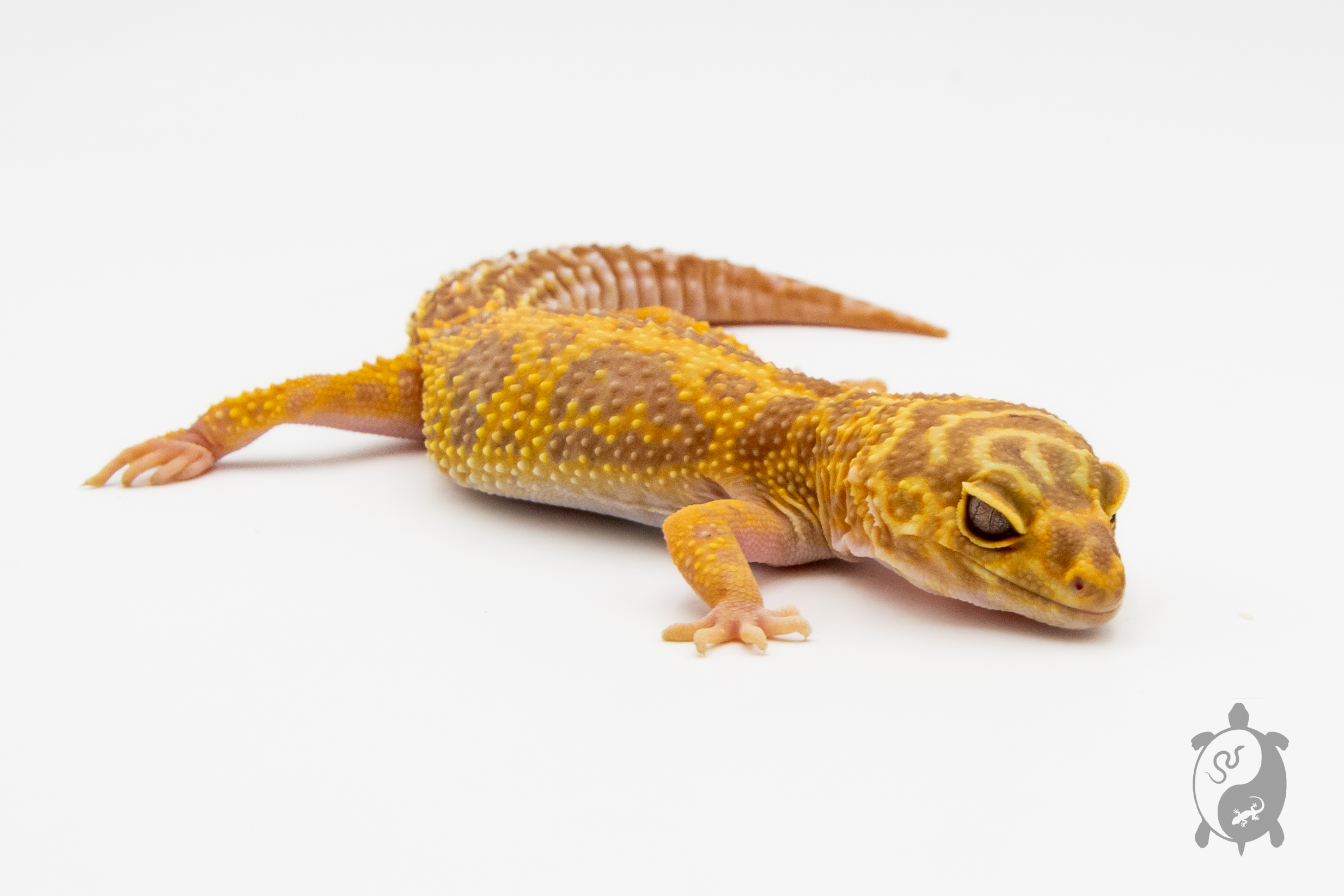 EM19 - Gecko Léopard - Eublepharis Macularius Tremper - NC - &#9792;