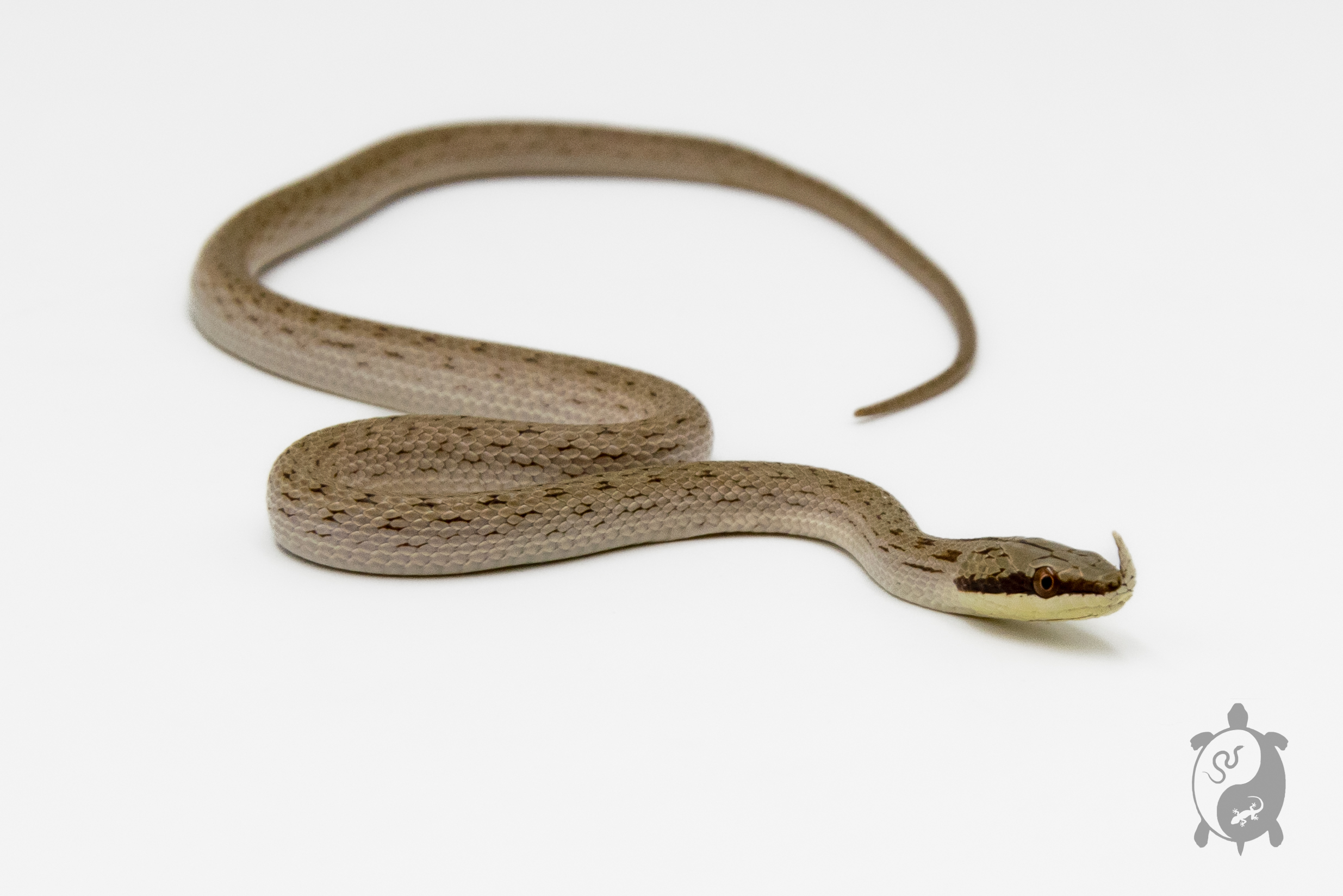 Gonyosoma boulengeri - Serpent ratier rhinocéros - NC 2025