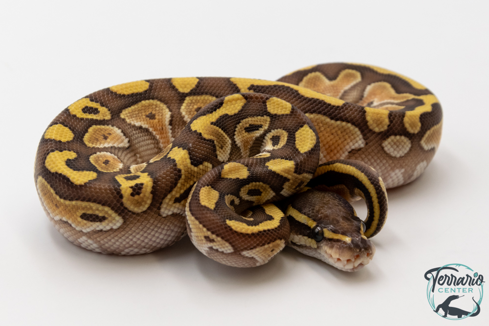 Python royal - Python regius Butter Yellow Belly