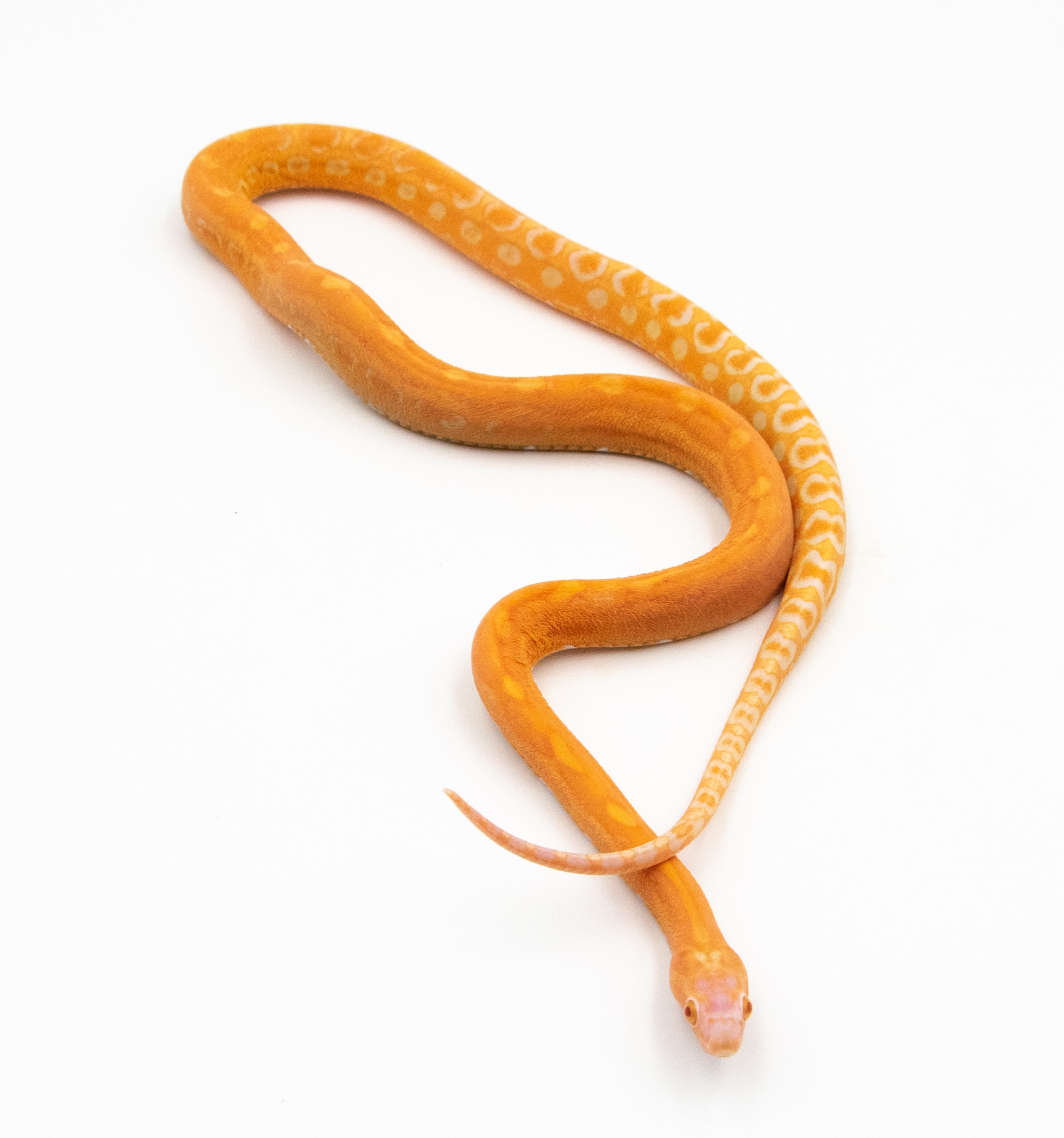 Serpent des blés - Pantherophis guttatus Scaleless Amela ~50cm