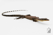 varanus glauerti - Varan des rochers de Kimberley - NC 2022