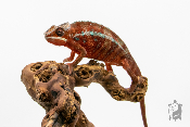 Caméléon Panthère - Furcifer Pardalis Ambilobe Red Bar - Mâle