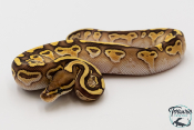 Python royal - Python regius Lesser het Clown