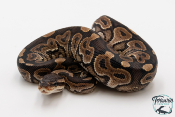 Python royal - Python regius Cinnamon