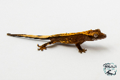 Correlophus ciliatus - Gecko à crête - Juvénile 11 -  NC 2023 - PH2023102515262735