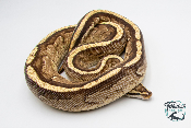 Python royal - Python regius Super Stripe - Adulte