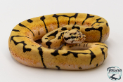 Python royal - Python regius Bumblebee Orange Dream