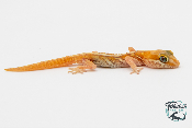 Paroedura picta - Gecko panthère - Albinos