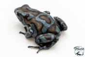 Dendrobates auratus - Dendrobate doré Highland Bronze