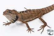 Hypsilurus godeffroyi - Dragon des forêts du nord