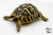 Tortue d'Hermann - Testudo hermanni hercegovinensis 13-15 cm - Mâle