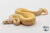 Python royal - Python regius Killer Spinner Yellow Belly