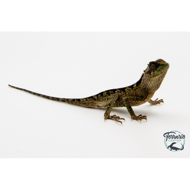 Acanthosaura lepidogaster - Dragon cornu des montagnes brun - Juvéniles NC