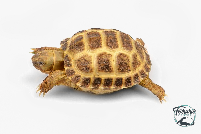 Agrionemys Horsfieldii 5 cm - Tortue des steppes