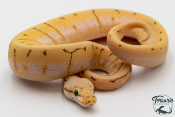 Python royal - Python regius Spinner Blast Yellow Belly Orange Dream