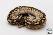 Python royal - Python regius Butter