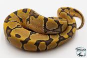 Python royal - Python regius Enchi Hypo 