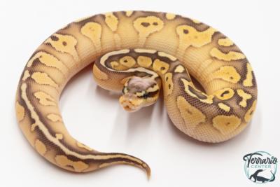 Python royal - Python regius Butter Pastel Yellow Belly