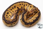 Python royal - Python regius Clown