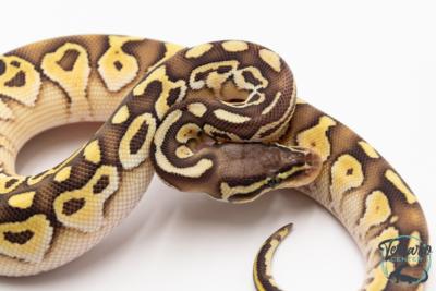 Python royal - Python regius Butter Pastel