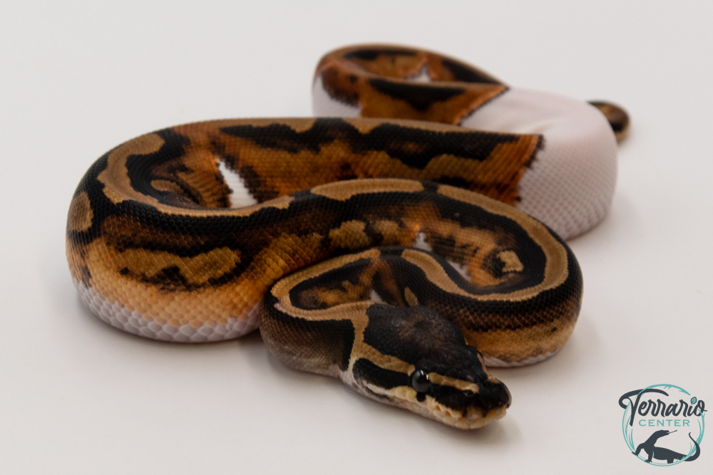 Python Royal - Python regius Piebald