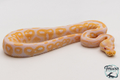 Python royal - Python regius Albinos Black Pastel