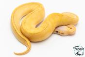 Python royal - Python regius Highway Lemon Blast
