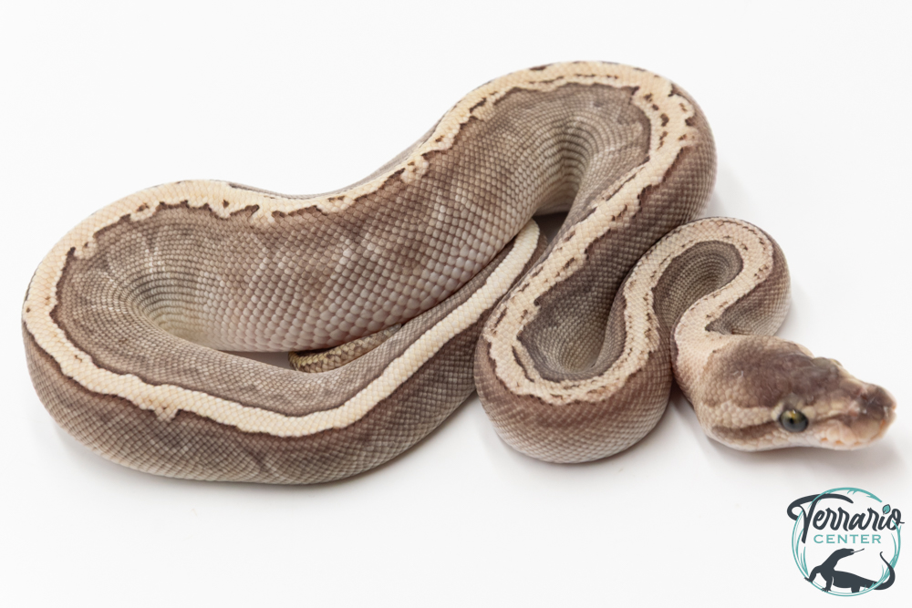 Python royal - Python regius GHI Butter Special Pinstripe