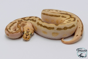 Python regius - Python royal Batman Butter