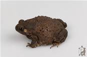 Duttaphrynus melanostictus - Crapaud masqué