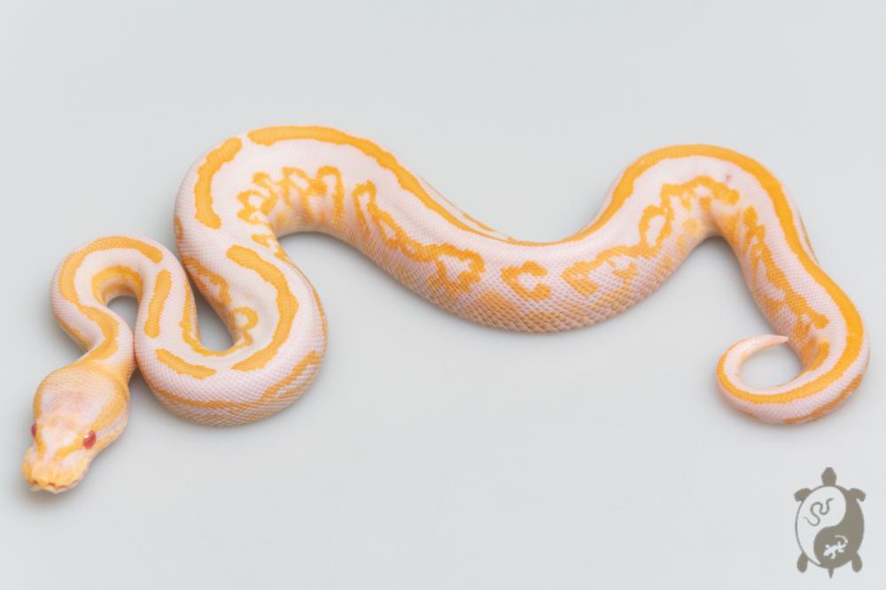 Python royal - Python regius Albinos Black Pastel Mahogany