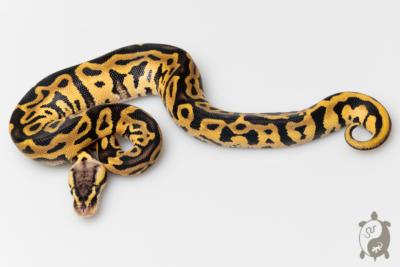 Python royal - Python regius Leopard Pastel