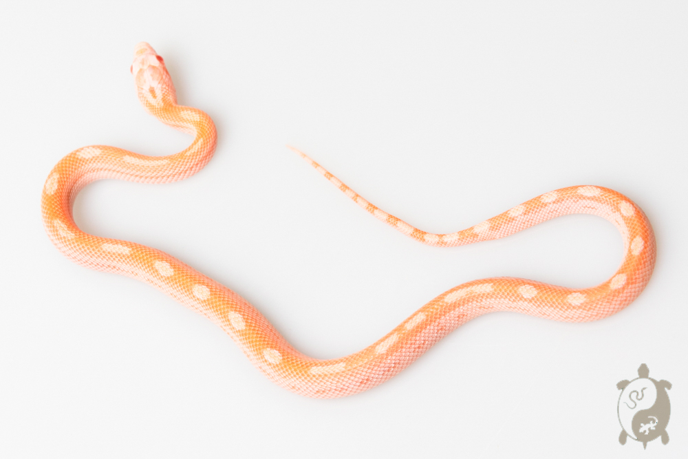 Serpent des blés - Pantherophis guttatus Opal Pinstripe