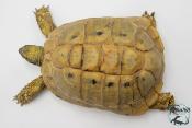 Tortue d'Hermann - Testudo hermanni boettgeri Yellow 18-20cm