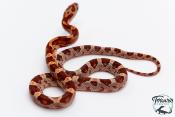 Serpent des blés - Pantherophis guttatus Classique Het Palmetto