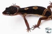 Gecko Léopard - Eublepharis Macularius - Black Night - Femelle &#9792; F5