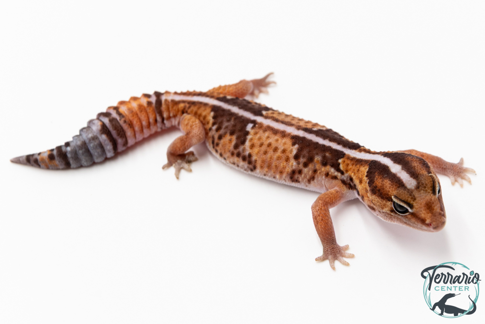 Hemitheconyx caudicinctus - Gecko à queue grasse - Femelle &#9792; A9