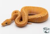 Python royal - Python regius Banana Pinstripe GHI