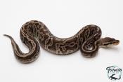 Python royal - Python regius Black Pewter Leopard