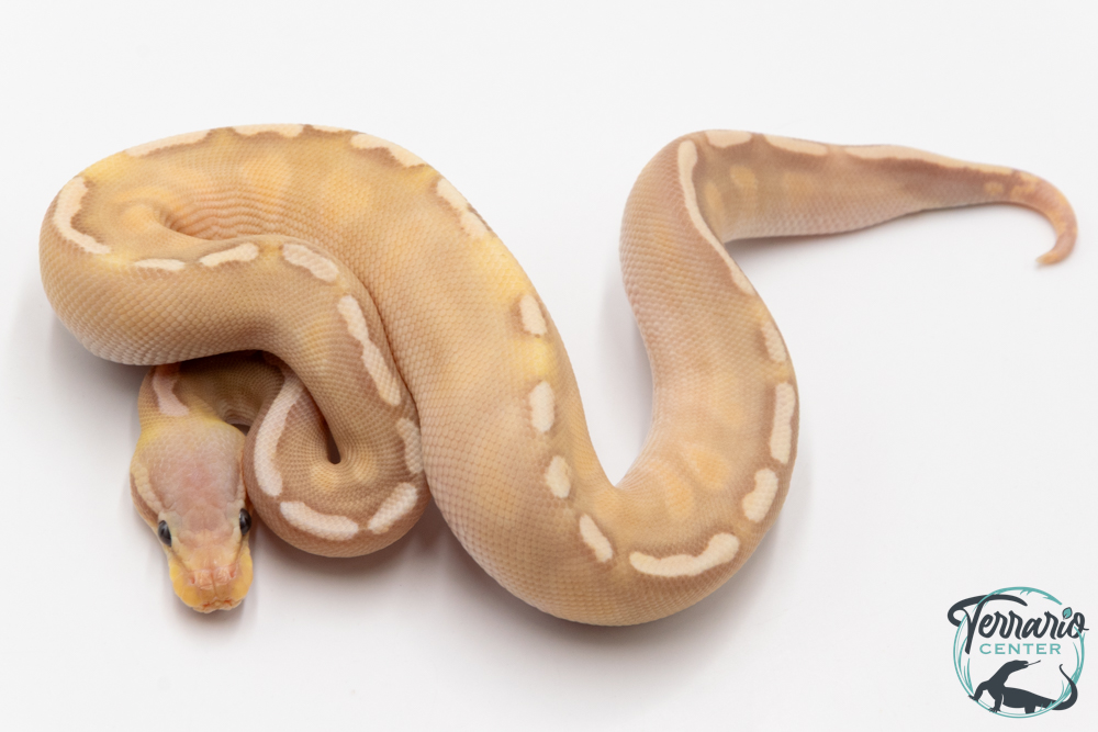 Python royal - Python regius Banana Pastave GHI 