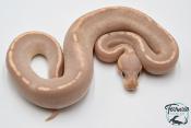 Python royal - Python regius Banana Black Pastel Mojave GHI