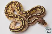 Python royal - Python regius Butter Pastel