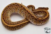 Python royal - Python regius Pinstripe Phantom