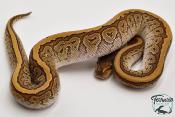 Python royal - Python regius Pinstripe Mojave