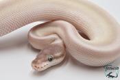 Python royal - Python regius Super Mojave