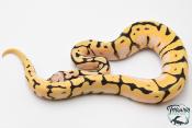 Python royal - Python regius Bumblebee Orange Dream