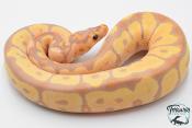 Python royal - Python regius Banana Clown